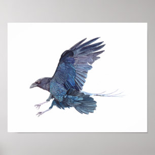 Poster Peinture d'aquarelle de corneille