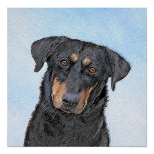 Poster Peinture de Beauceron - Cute Original Chien Art