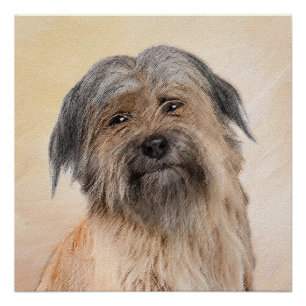 Poster Peinture de berger pyrénéenne - Cute Original Chie