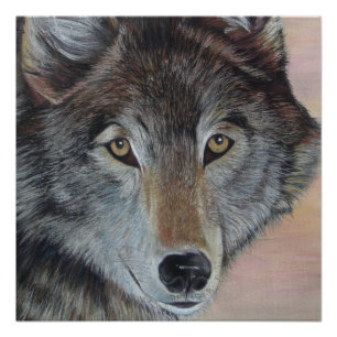 Poster peinture de la faune du loup gris
