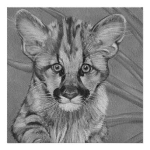 Poster peinture de la jolie cougar kitten gros chat faune