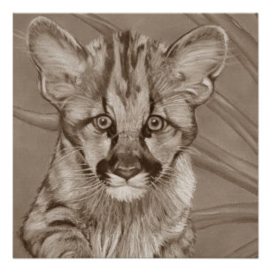 Poster peinture de la jolie cougar kitten gros chat faune