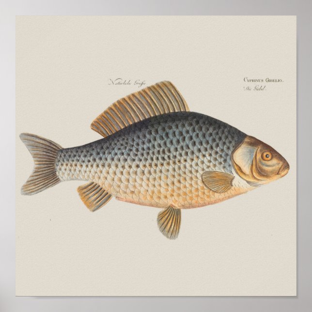 Poster Peinture de pêche de carpe dessin d'eau douce  (Devant)