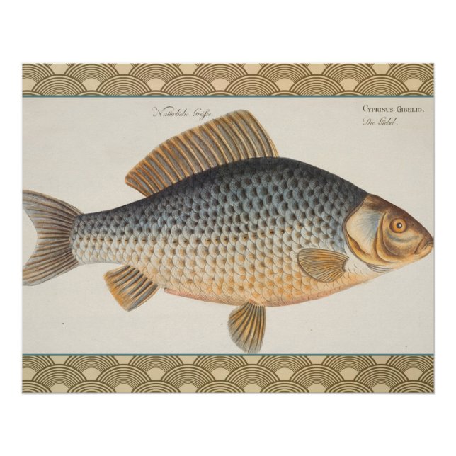 Poster peinture de pêche de carpe dessin d'eau douce  (Devant)