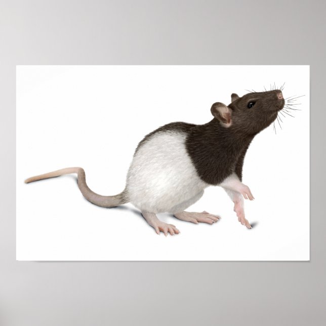 Poster Peinture de rat pour animaux (Devant)