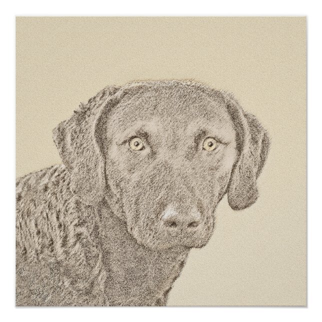 Poster Peinture de Retriever de la Baie de Chesapeake Art (Devant)