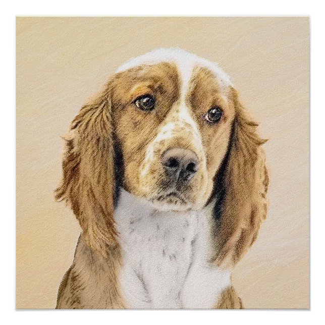 Poster Peinture d'espagnol Welsh Springer - Art original  (Devant)