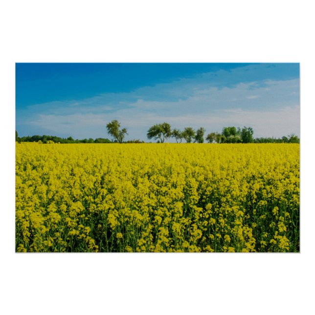 Poster Peinture d'un champ de fleurs jaunes (Devant)