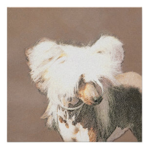 Poster Peinture originale de chien chinois à crête sans p