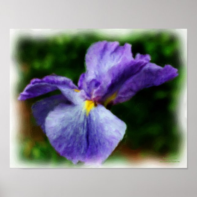 Poster Peinture photo violet japonaise Iris (Devant)
