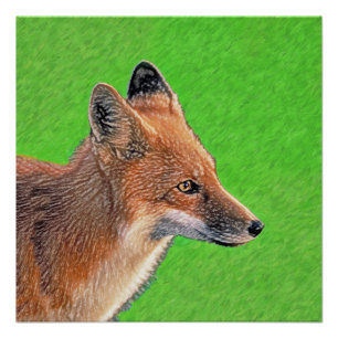 Poster Peinture Red Fox - Art original de la faune