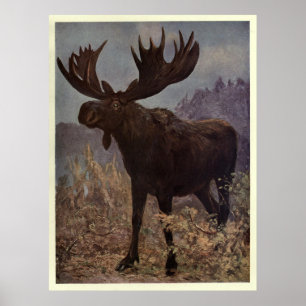 Poster Peinture Vintage d'orignal (1909)