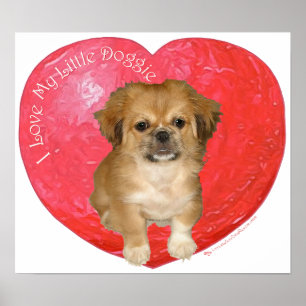 Poster Pékinois / Shih Tzu Saint-Valentin
