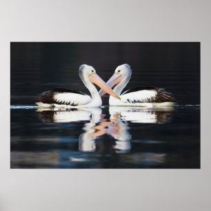 Poster Pelecanus australien Conspicillatus de pélicans