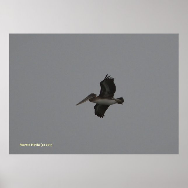 Poster Pélican à Miramar (Devant)