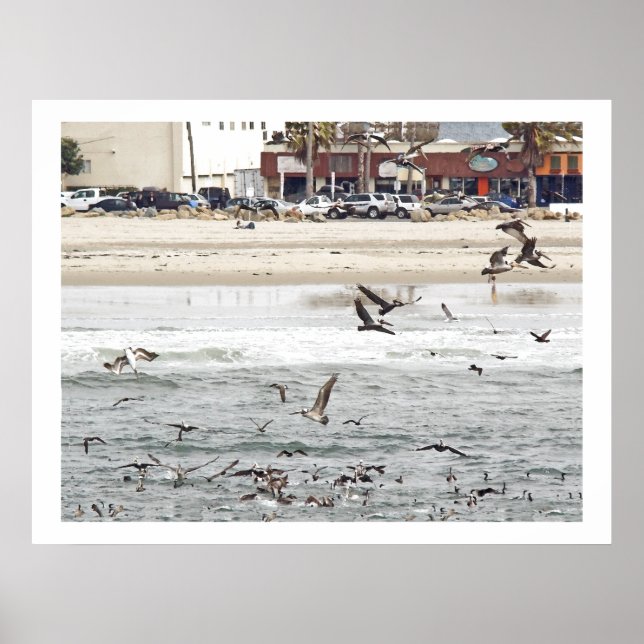 Poster Pelican Birds Wildlife Animals (Devant)