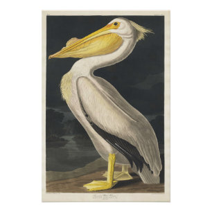 Poster Pélican blanc américain
