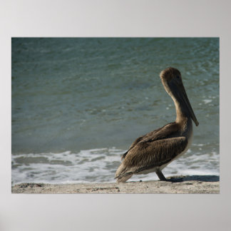 Poster Pélican Brown sur la plage