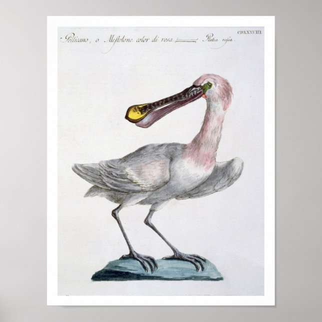 Poster Pelican, c.1767-76 (main coloured engraving) (Devant)