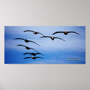 Poster Pélican, grappe IV