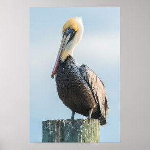 Poster Pelican perched on pylon
