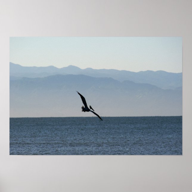 Poster Pelican Turning to Dive (Devant)