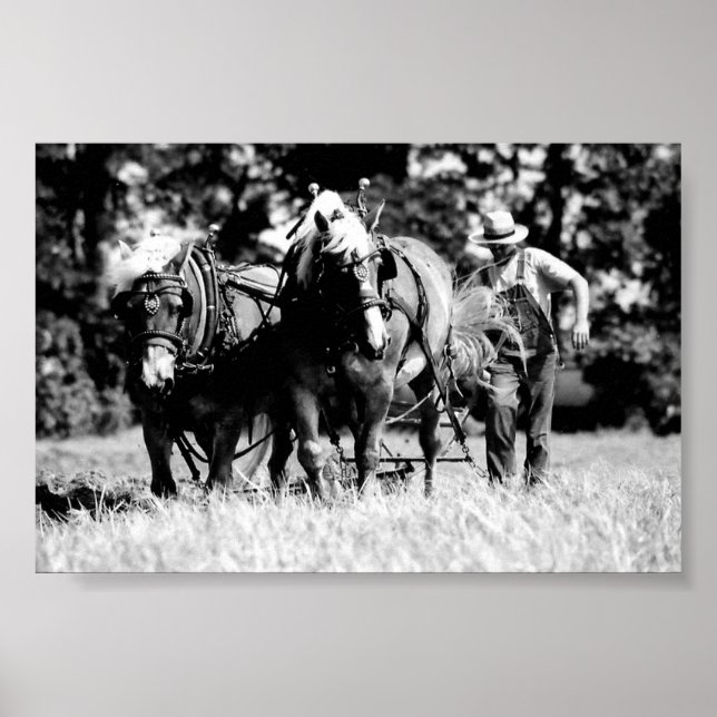 Poster Pellage (Devant)