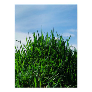 Poster Pelouse verte contre l'arrière - plan de l'intermi