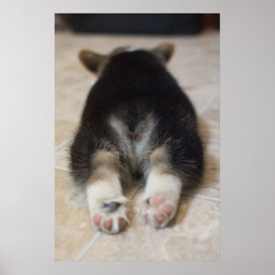 Poster Pembroke Welsh Corgi Puppy 2