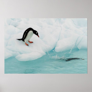 Poster Penguin
