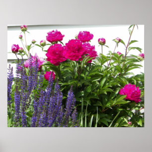 Poster Peonies rouges et fleurs violettes Photographie