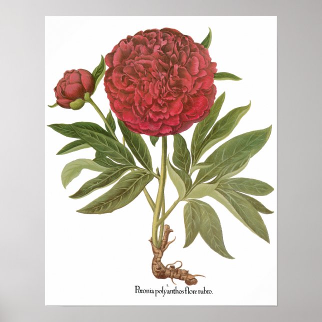 Poster Peonies vintages, Fleurs de pivoines par Basilius  (Devant)