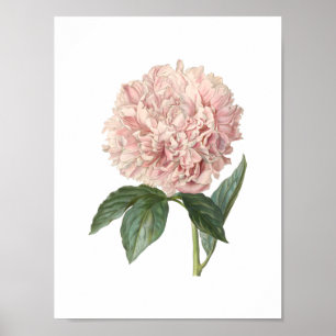 Poster Peony