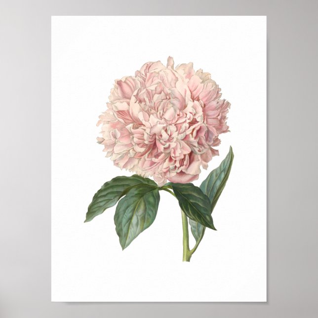 Poster Peony (Devant)