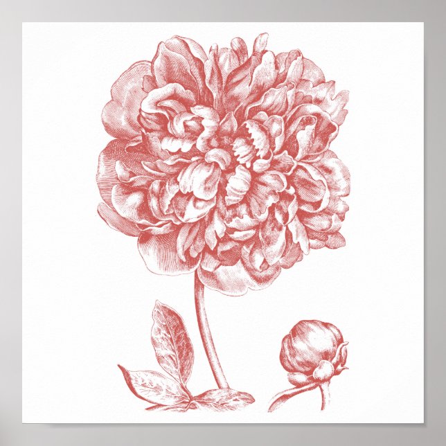 Poster Peony (Devant)
