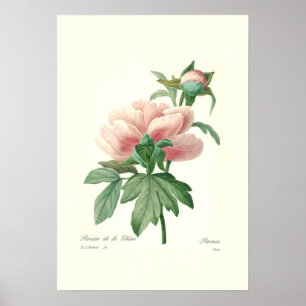 Poster Peony