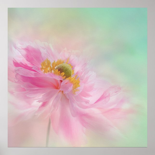 Poster Peony (Devant)