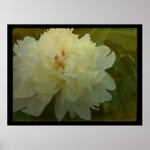 Poster Peony blanc