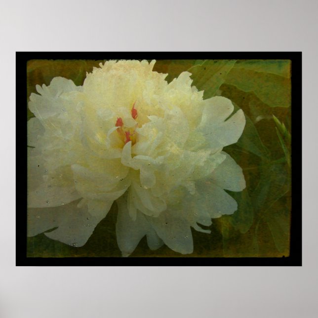Poster Peony blanc (Devant)