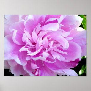 Poster Peony rose