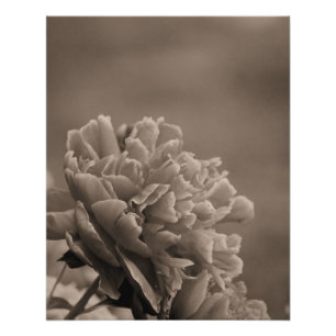 Poster Peony Single Sepia