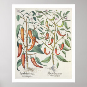 Poster Peppers: 1.Piper Indicum maximum longum; 2.Piper I