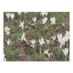Poster Perce-Neige de Printemps Fleurit en Édition Pastel