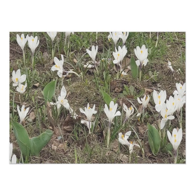 Poster Perce-Neige de Printemps Fleurit en Édition Pastel (Devant)