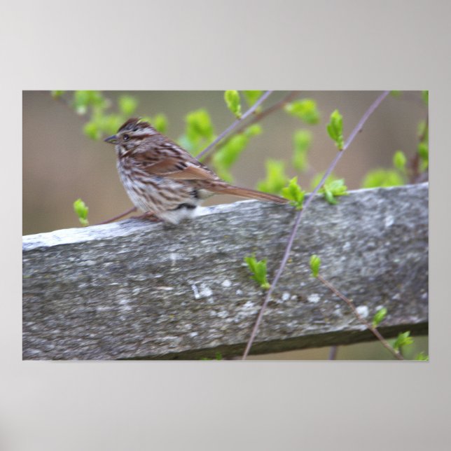 Poster perché d'oiseaux (Devant)