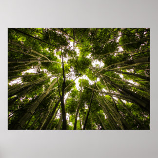 Poster Perdu Dans Le Bambou