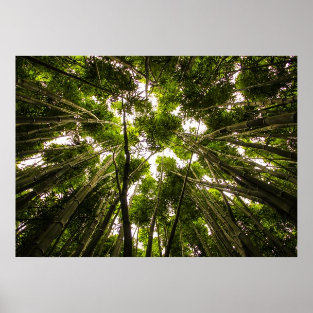 Poster Perdu Dans Le Bambou (Devant)