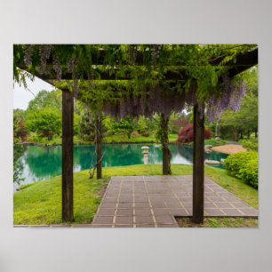 Poster Pergola de glycine