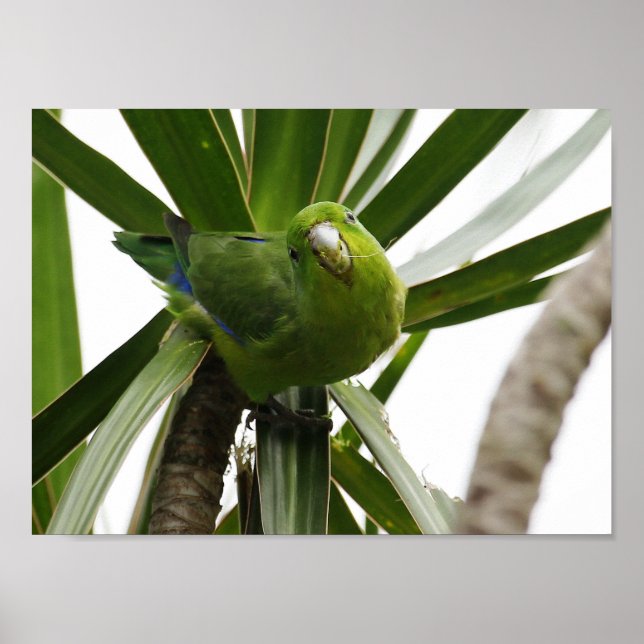 POSTER PERIQUITO TUIM 2 (Devant)