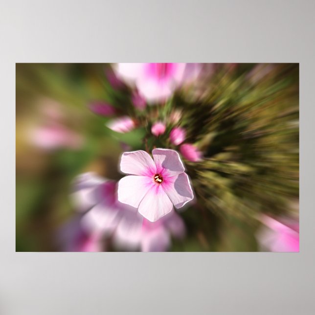 Poster Périwinkle (Devant)